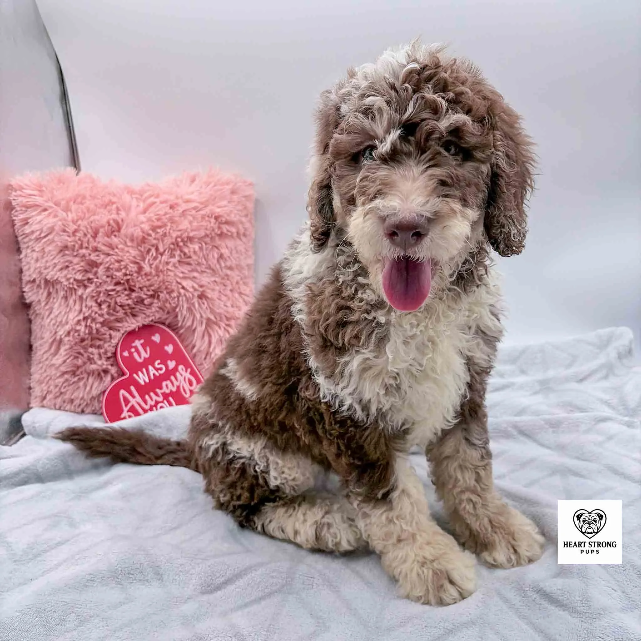 Chocolate tri F1B Mini Bernedoodle with pink pillow in background