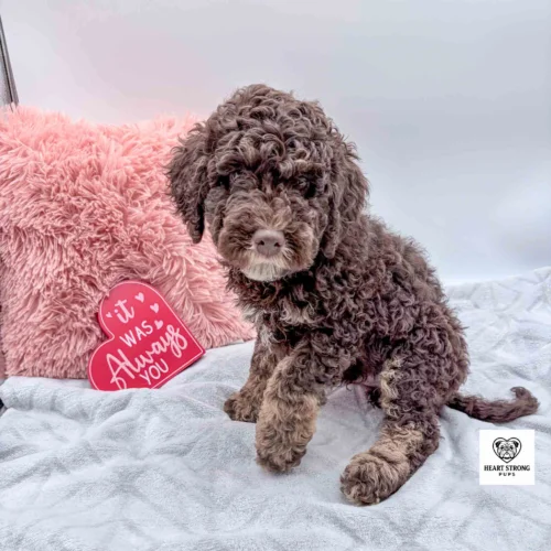 Chocloate and tan mini Bernedoodle with white on chest