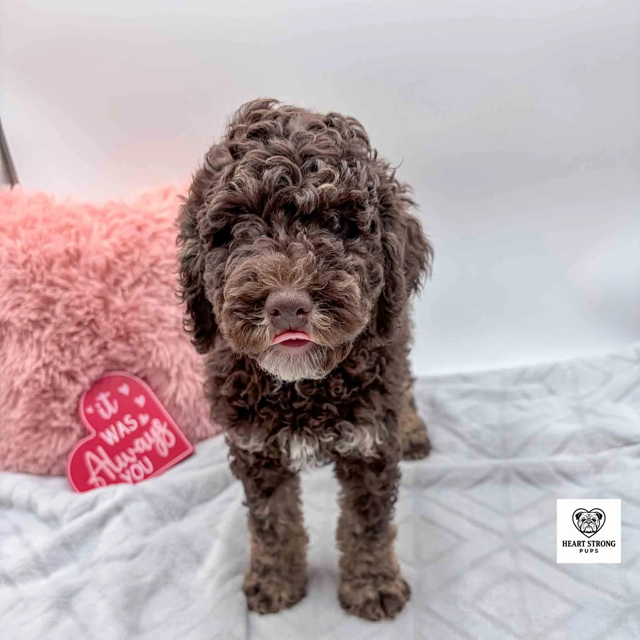 Chocolate colored with white markings Mini Bernedoodle puppy with red heart in background