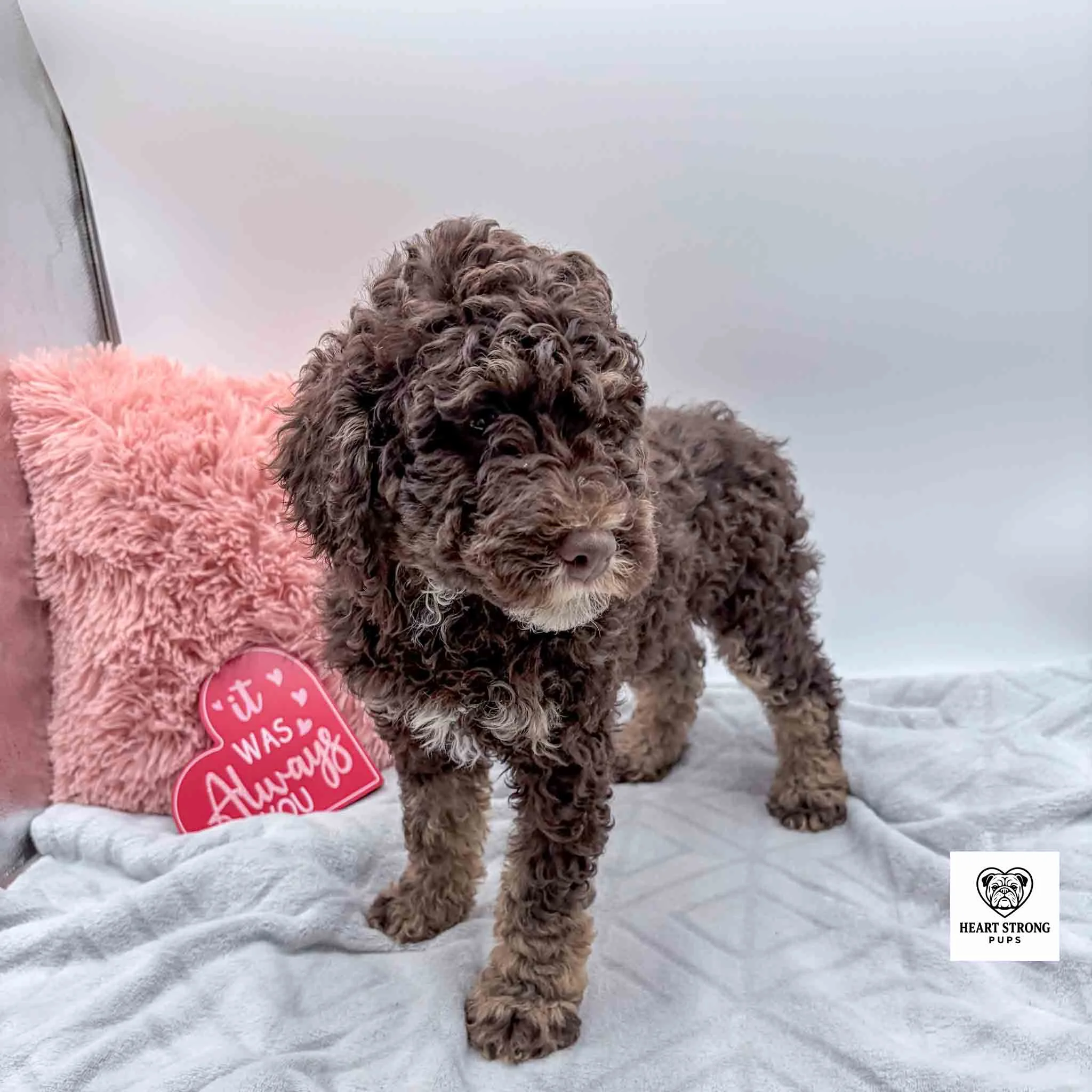 Chocolate and tan with white mini Bernedoodle F1B puppy
