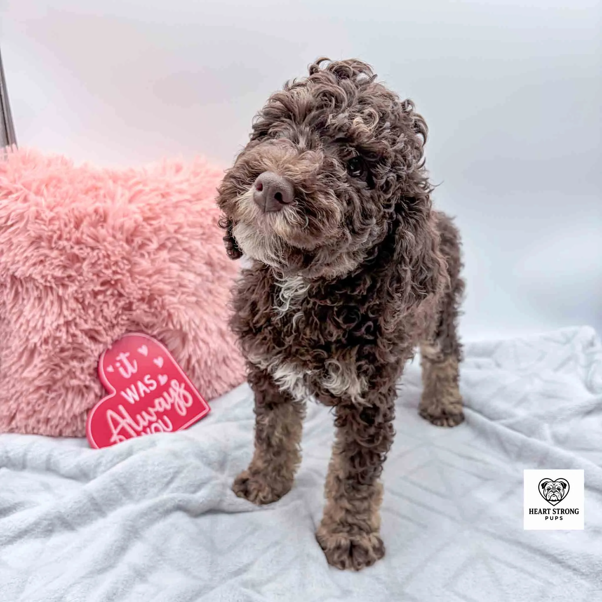 chocolate and tan colored F1B mini Bernedoodle puppy
