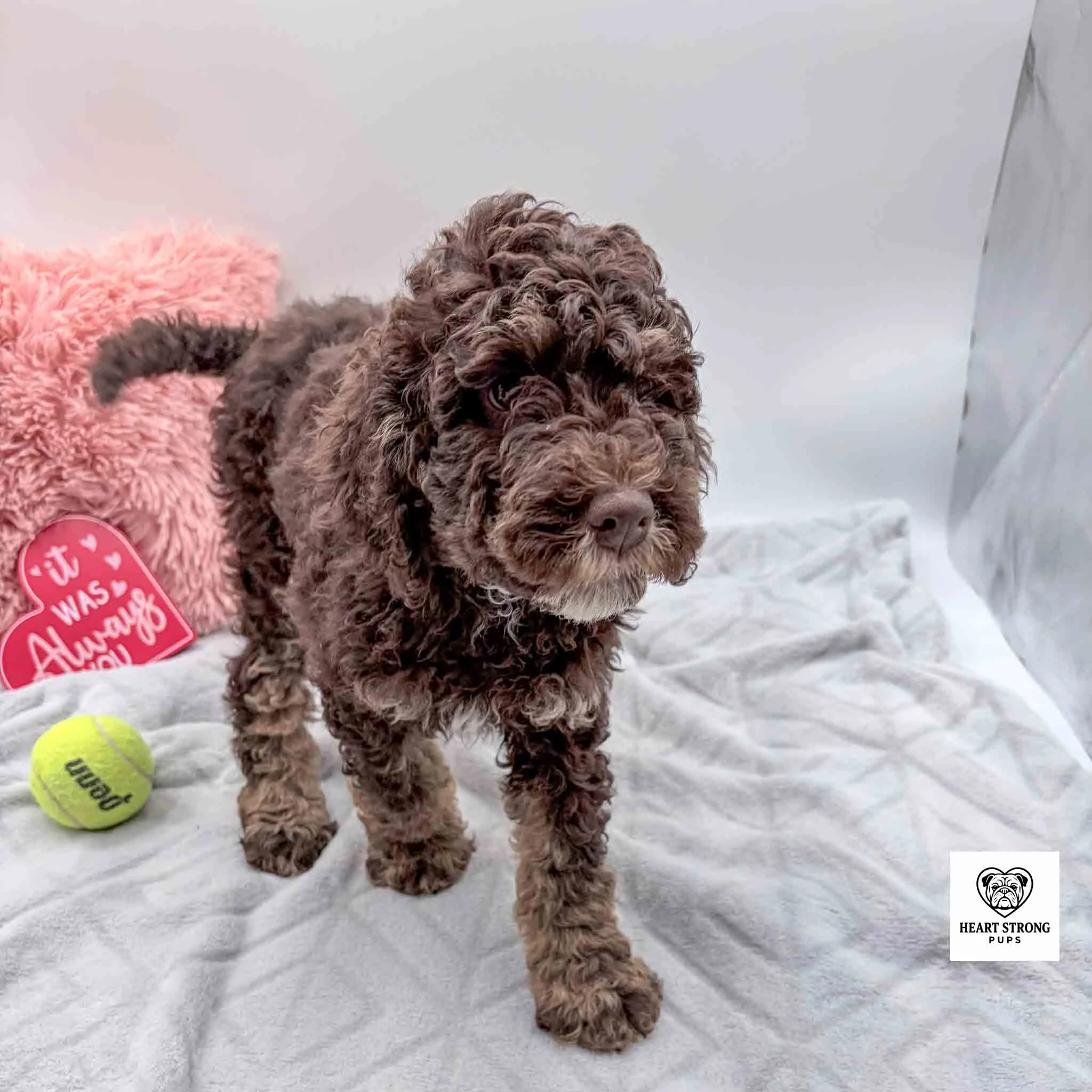 chocolate F1b mini Bernedoodle with Yellow ball