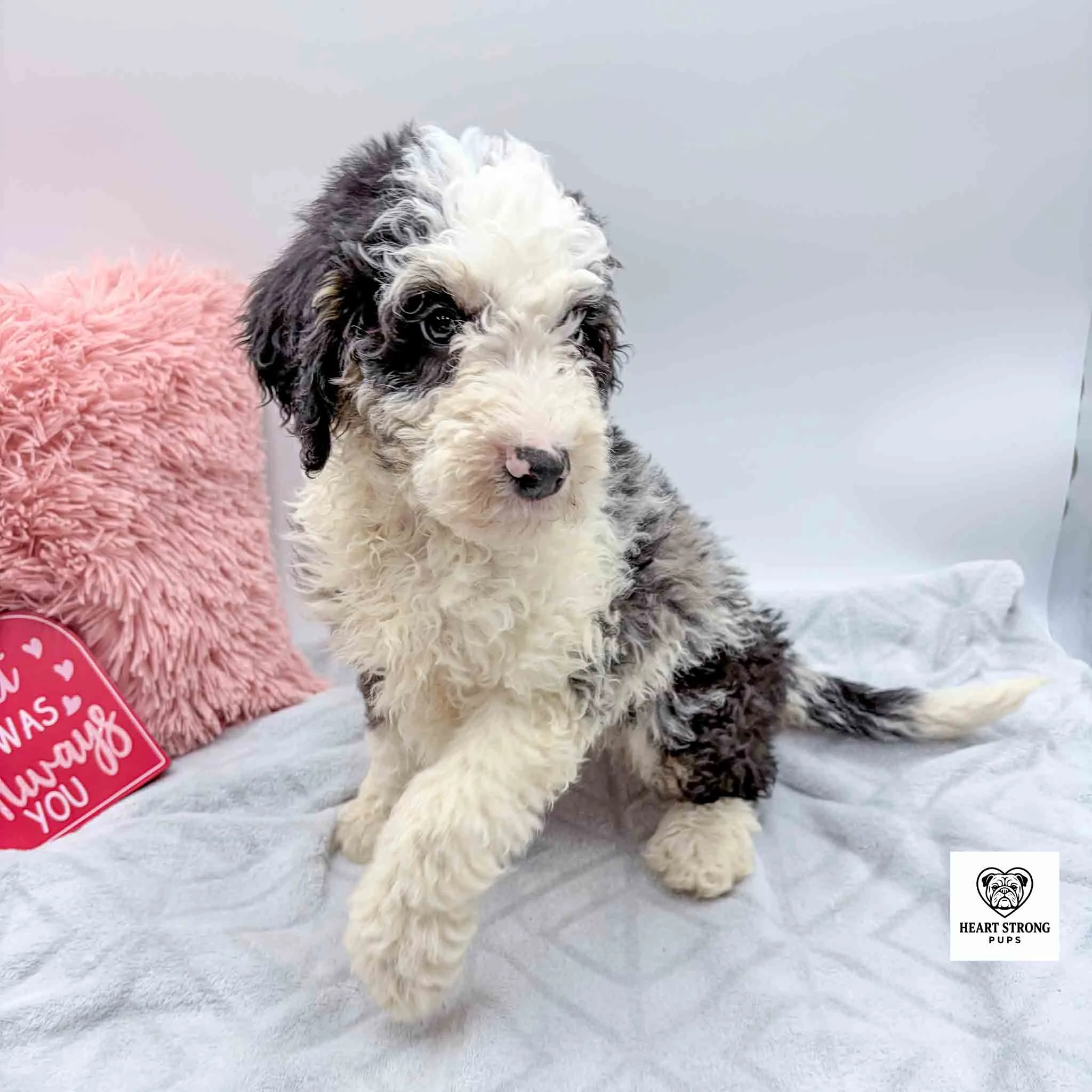 Blue tri mini Bernedoodle puppy sitting on grey blanket