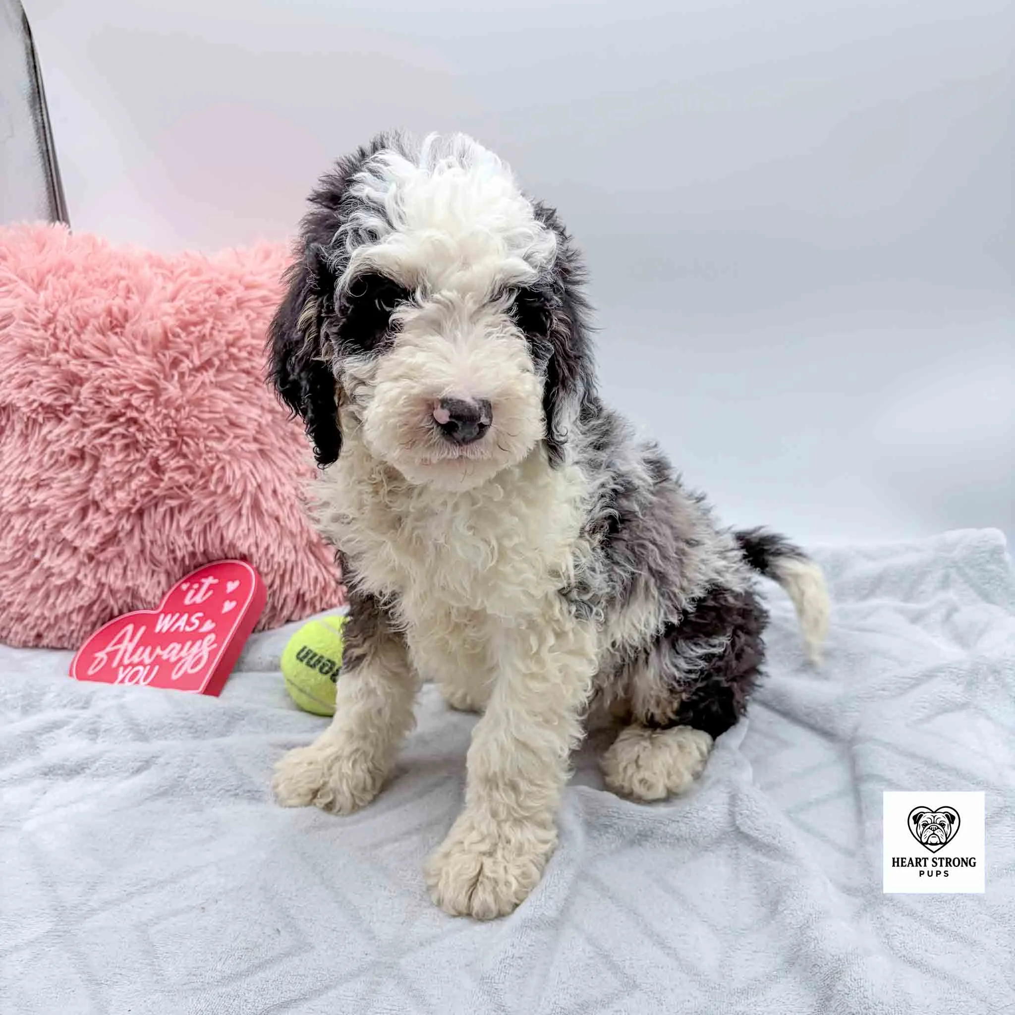 blue tri mini berneoodle puppy with yellow ball by it's side