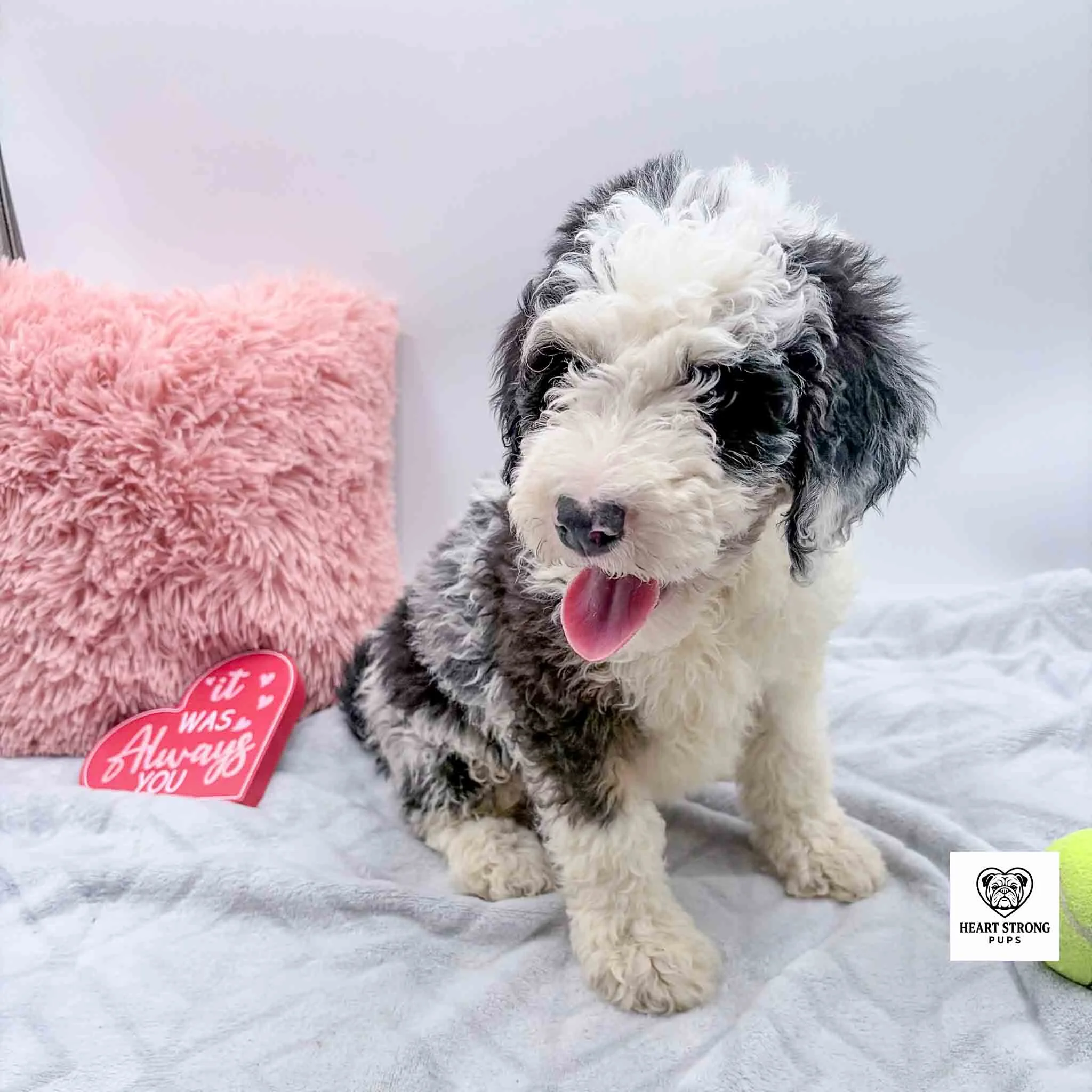 Blue tri mini Bernedoodle with red heart in background
