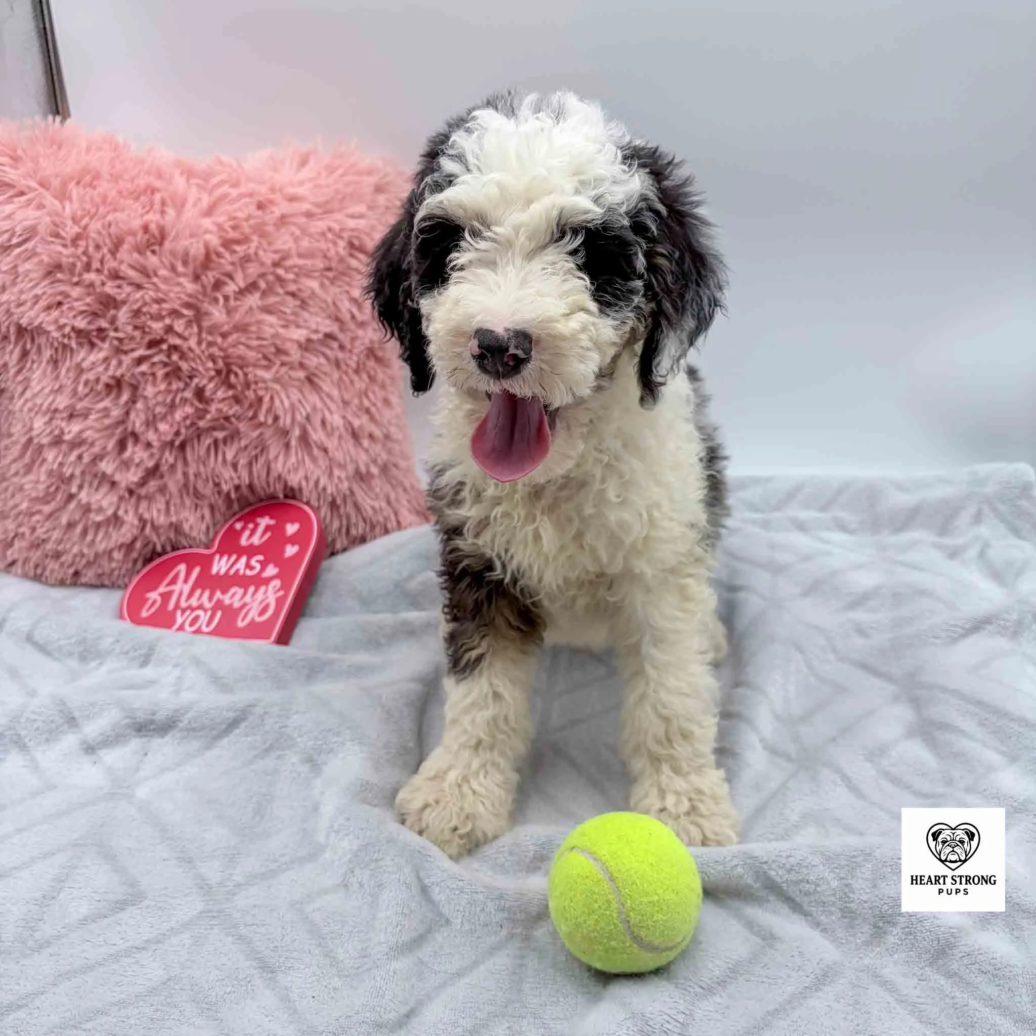 Blue tri mini Bernedoodle with tongue hanging out