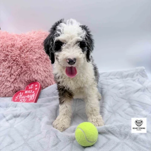 Blue Merle tri F1B Mini Bernedoodle with yellow ball