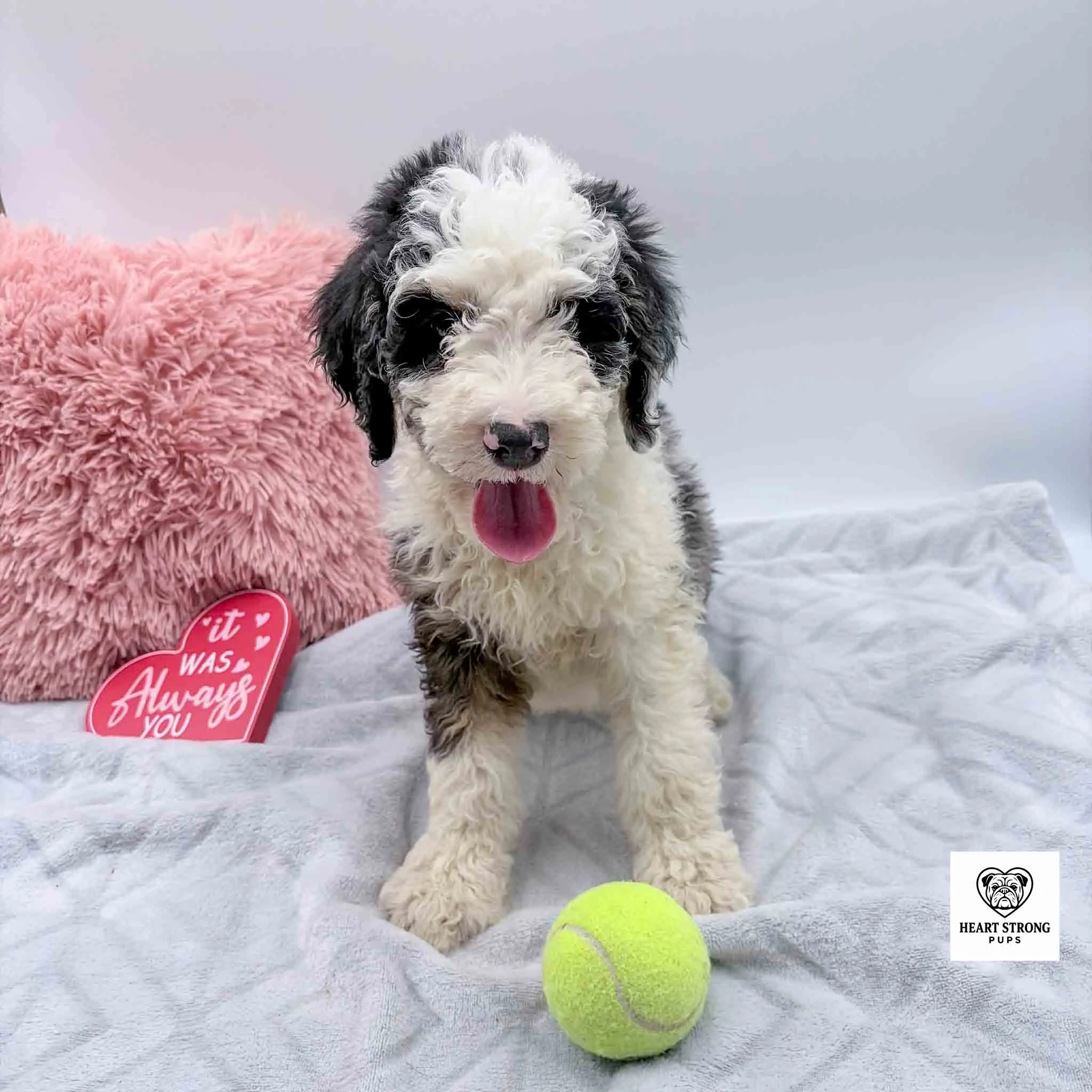 Blue Merle tri F1B Mini Bernedoodle with yellow ball