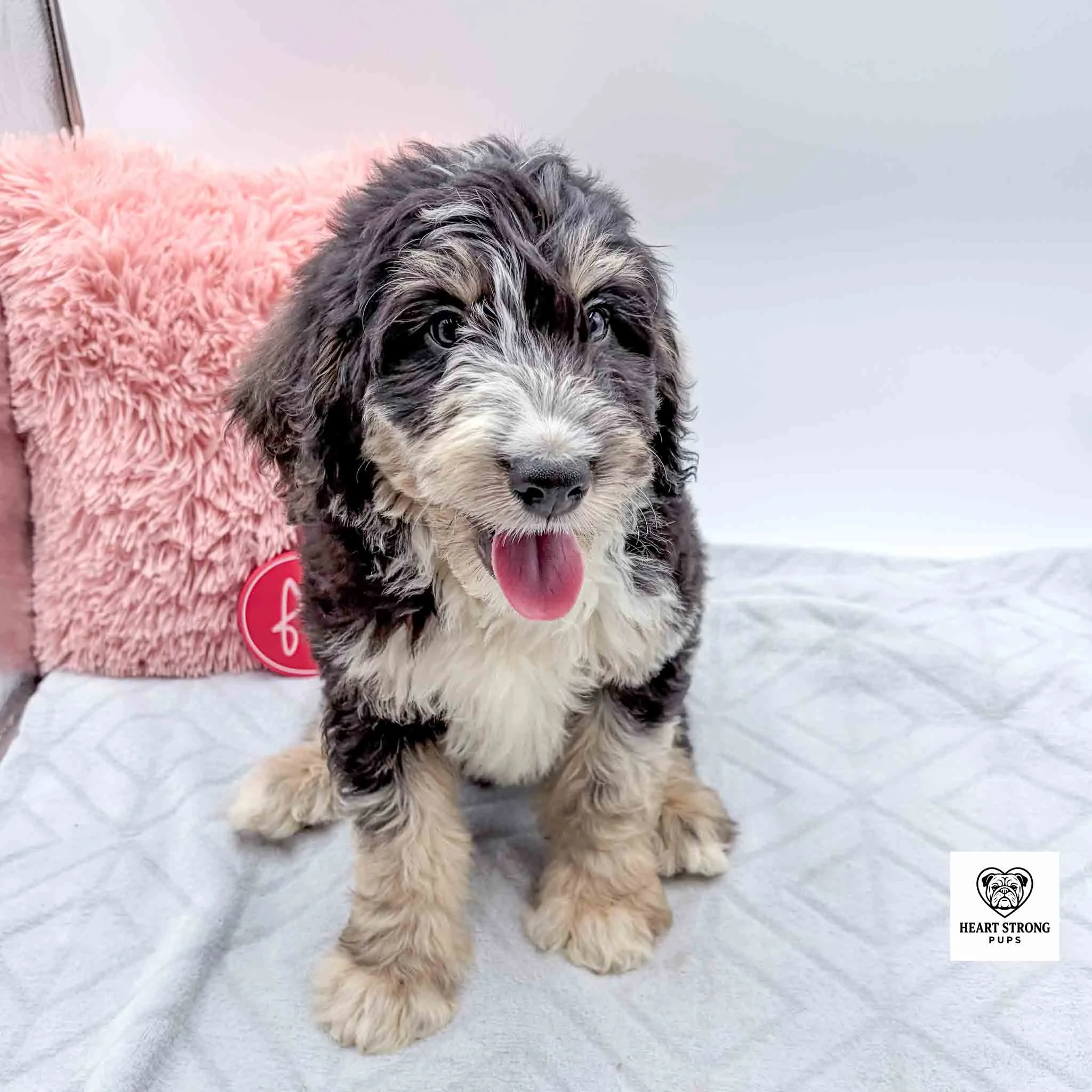 black tri mini bernedoodle sitting on grey blanket with tongue hanging out