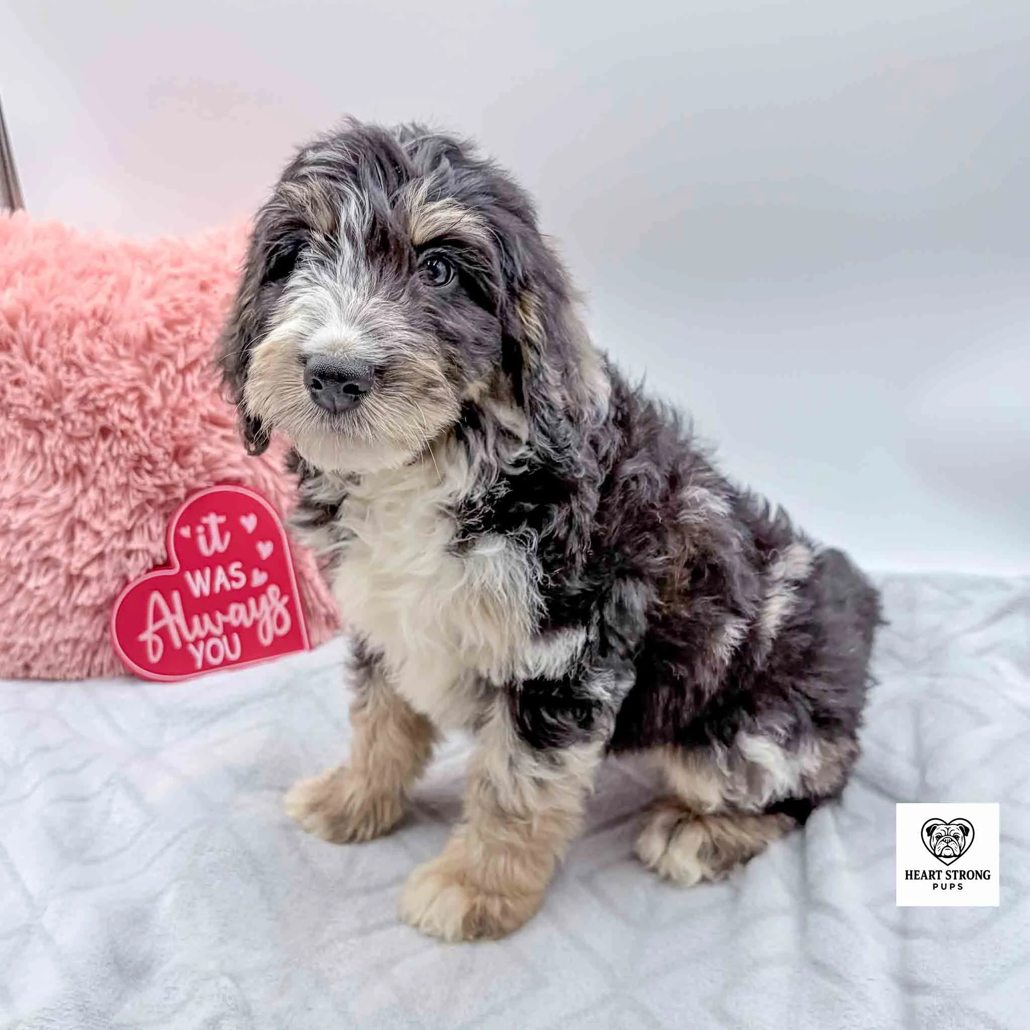 black tri Mini Bernedoodle with red heart in background