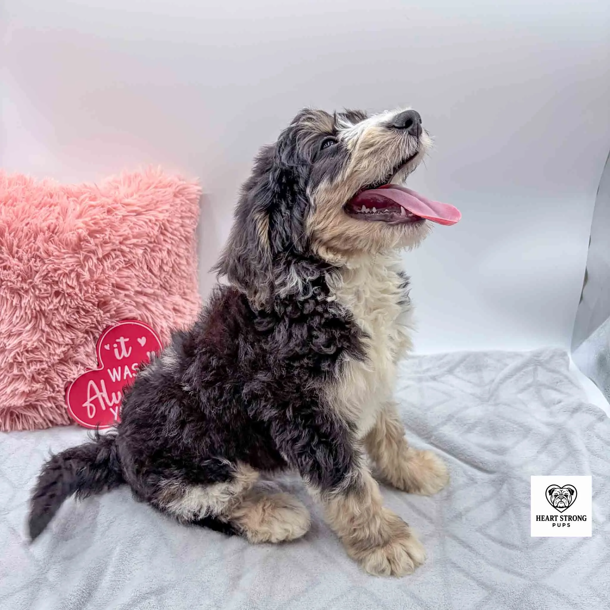 black tri mini Bernedoodle tongue hanging out and looking up