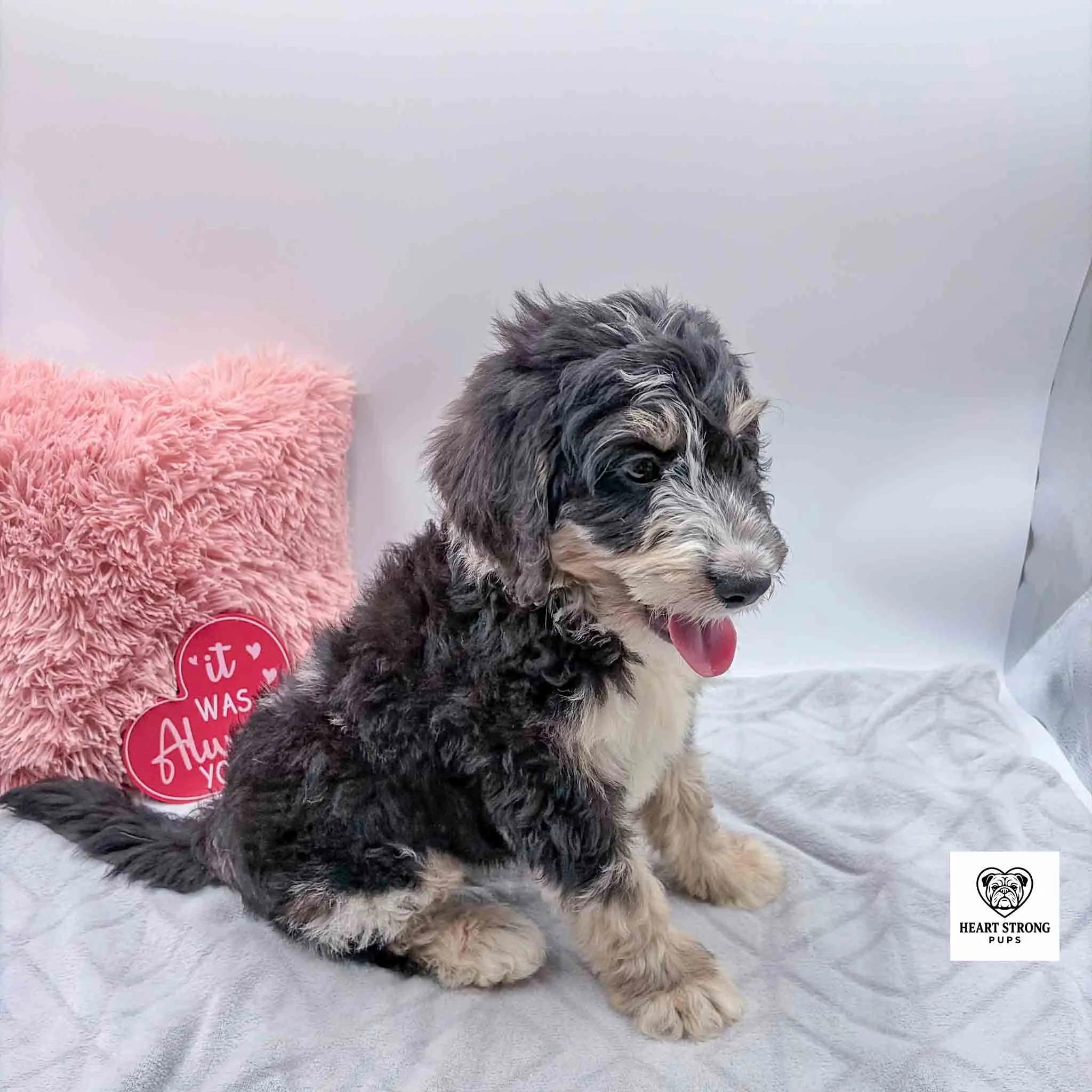 black tri mini Bernedoodle with red tongue and red heart in background