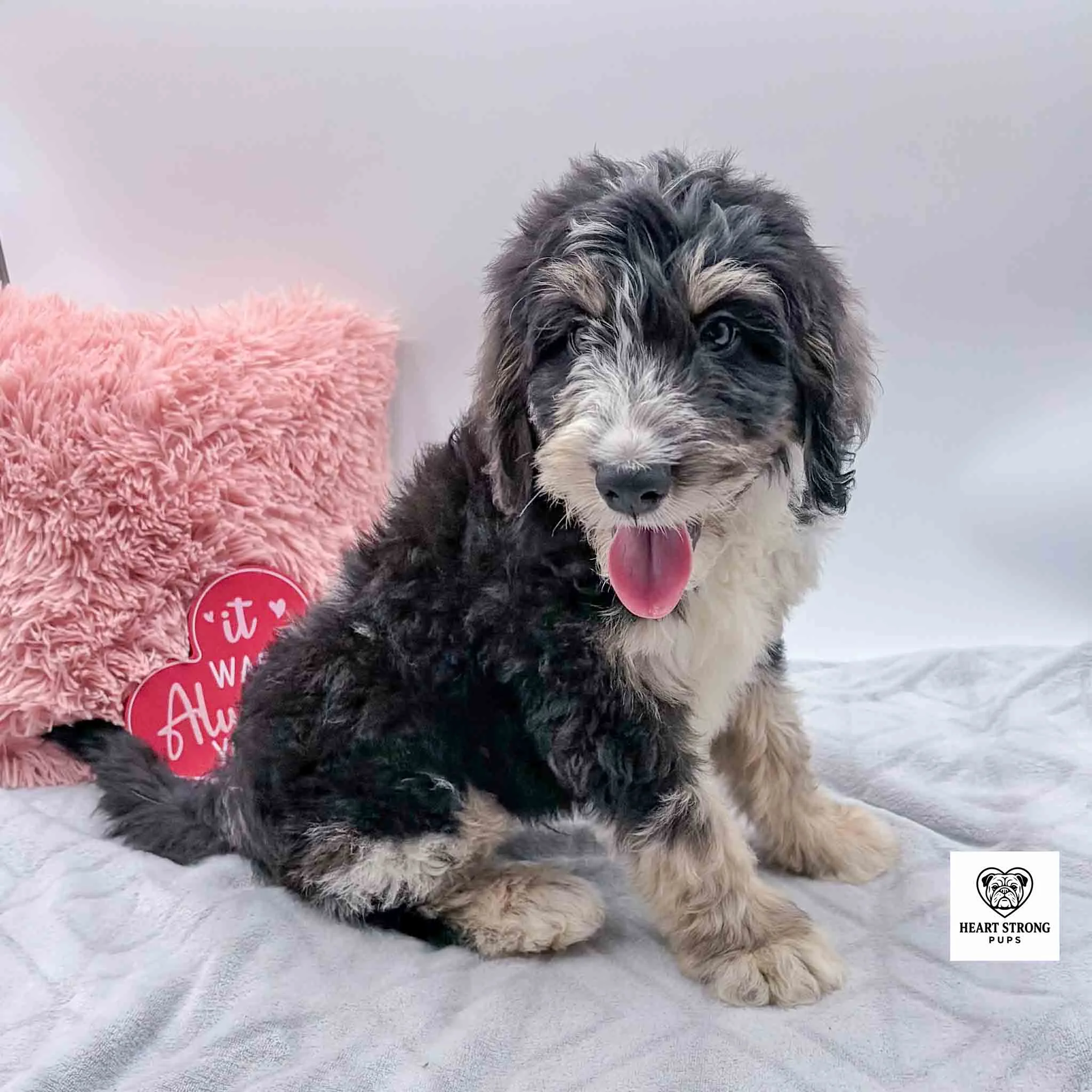 black tri mini Bernedoodle puppy with red tongue