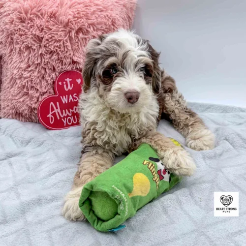 Brown tri Mini Bernedoodle F1B with red heart in background