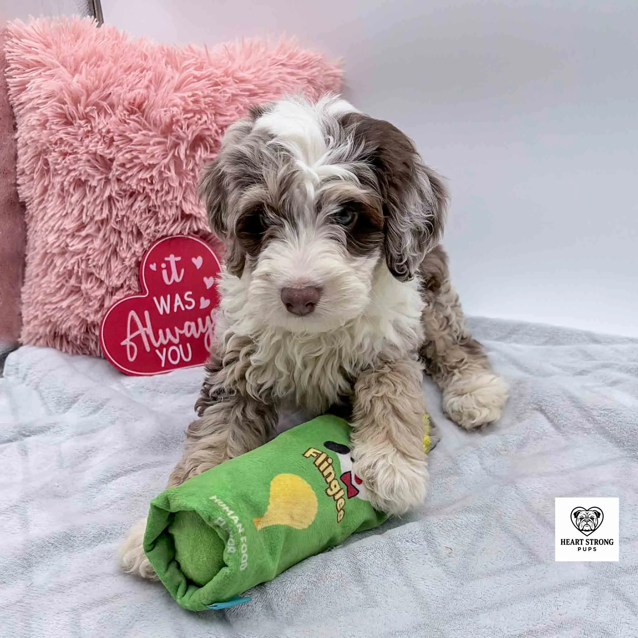 Brown Tri Mini Bernedoodle with green dog toy