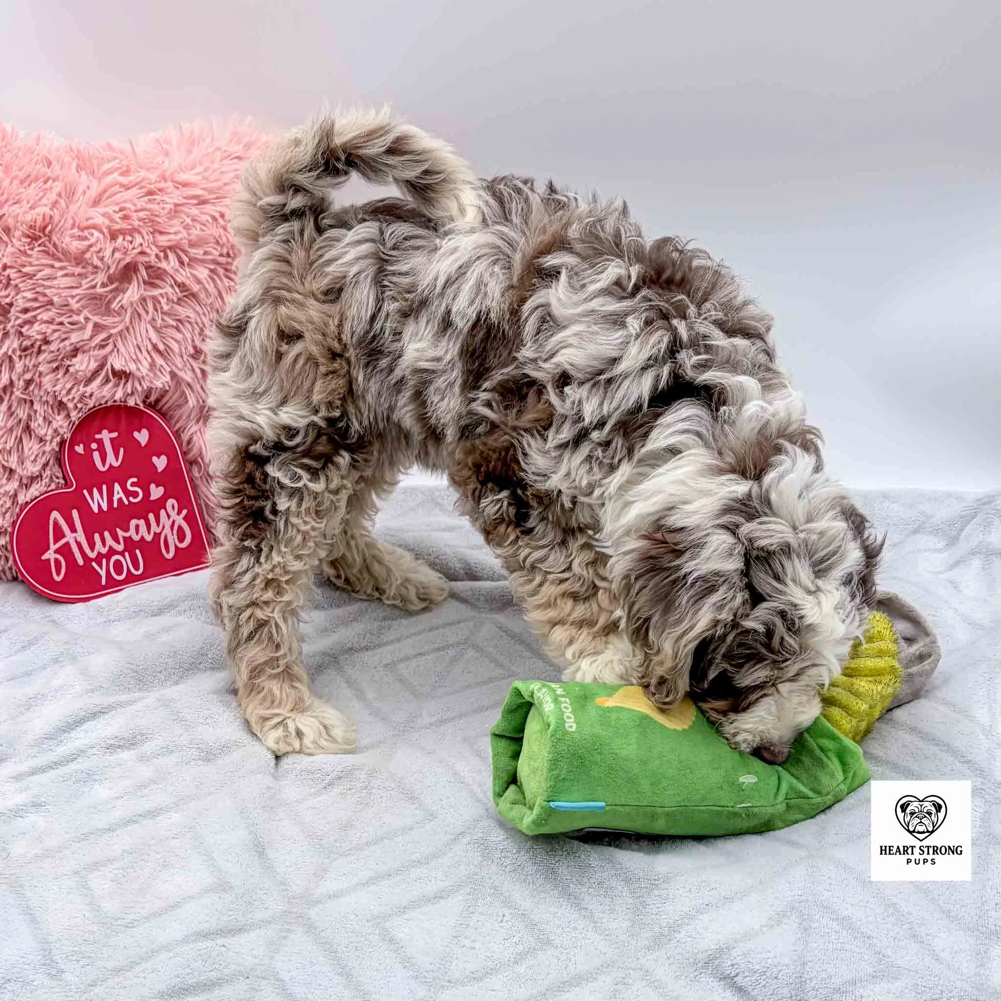 Brown Tri F1B Mini Bernedoodle puppy playing with green dog toy