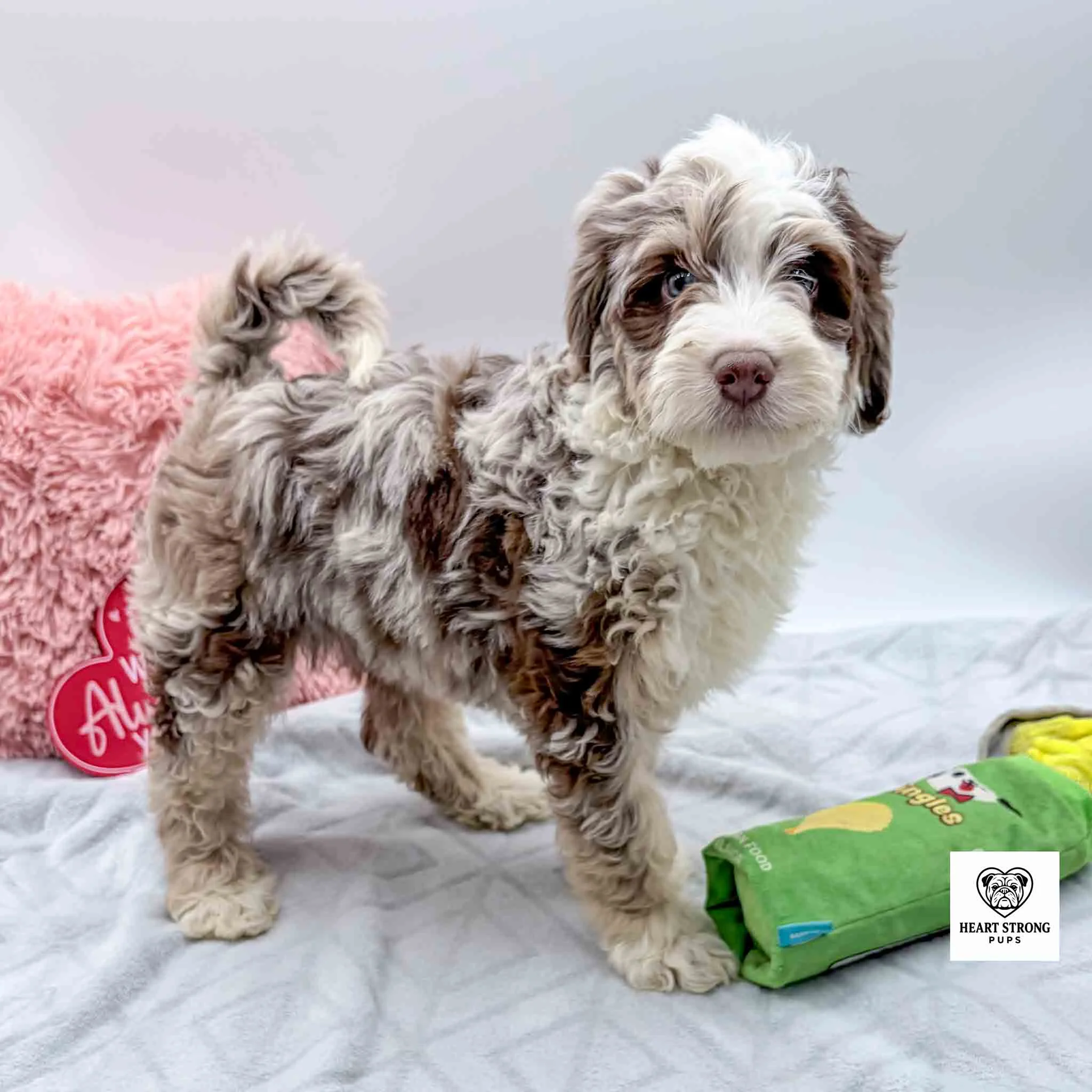 brown tri F1B mini Bernedoodle puppy