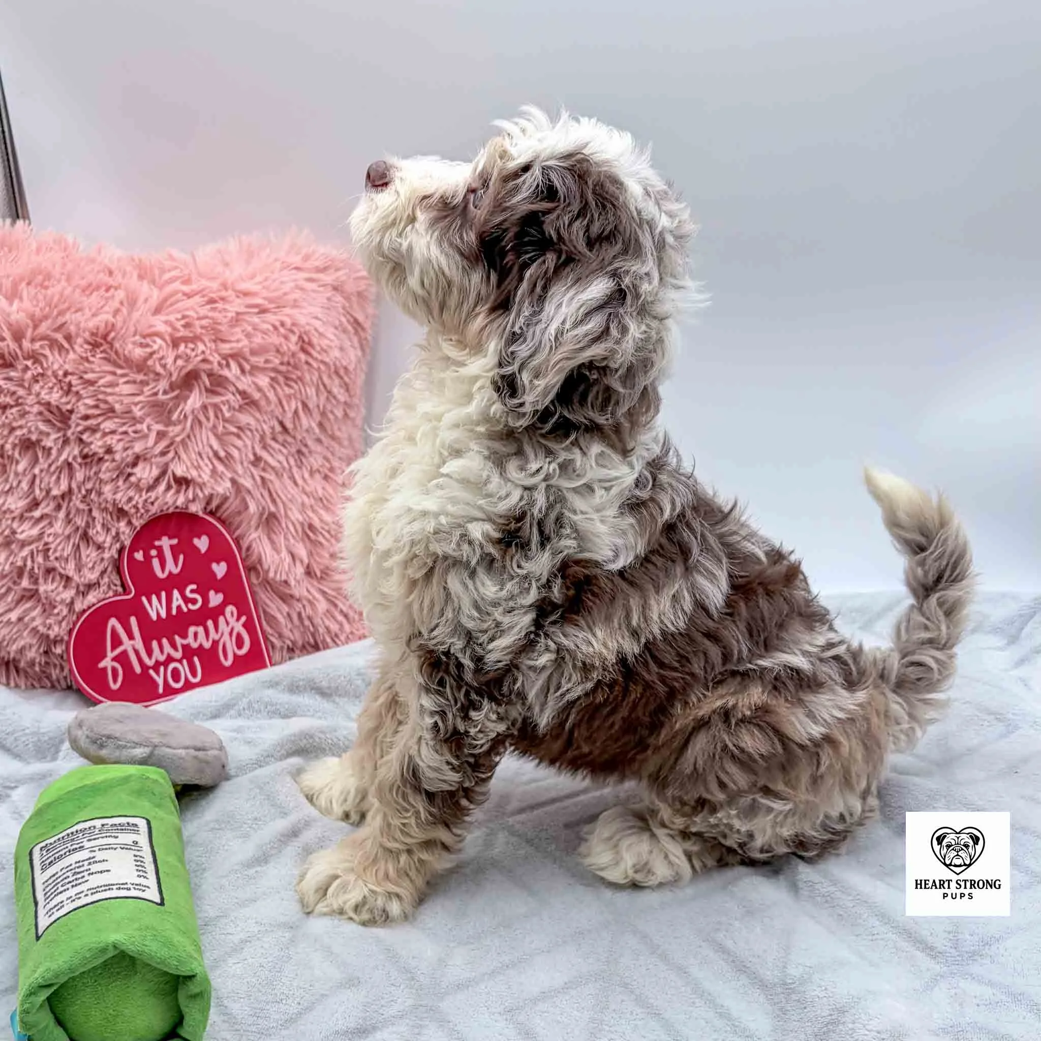 Brown Tri mini Bernedoodle with red heaert and green toy