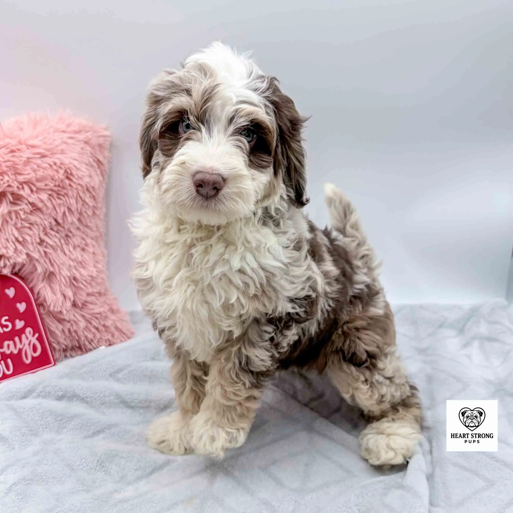 Brown Tri F1B mini Bernedoodle with pink pillow in background