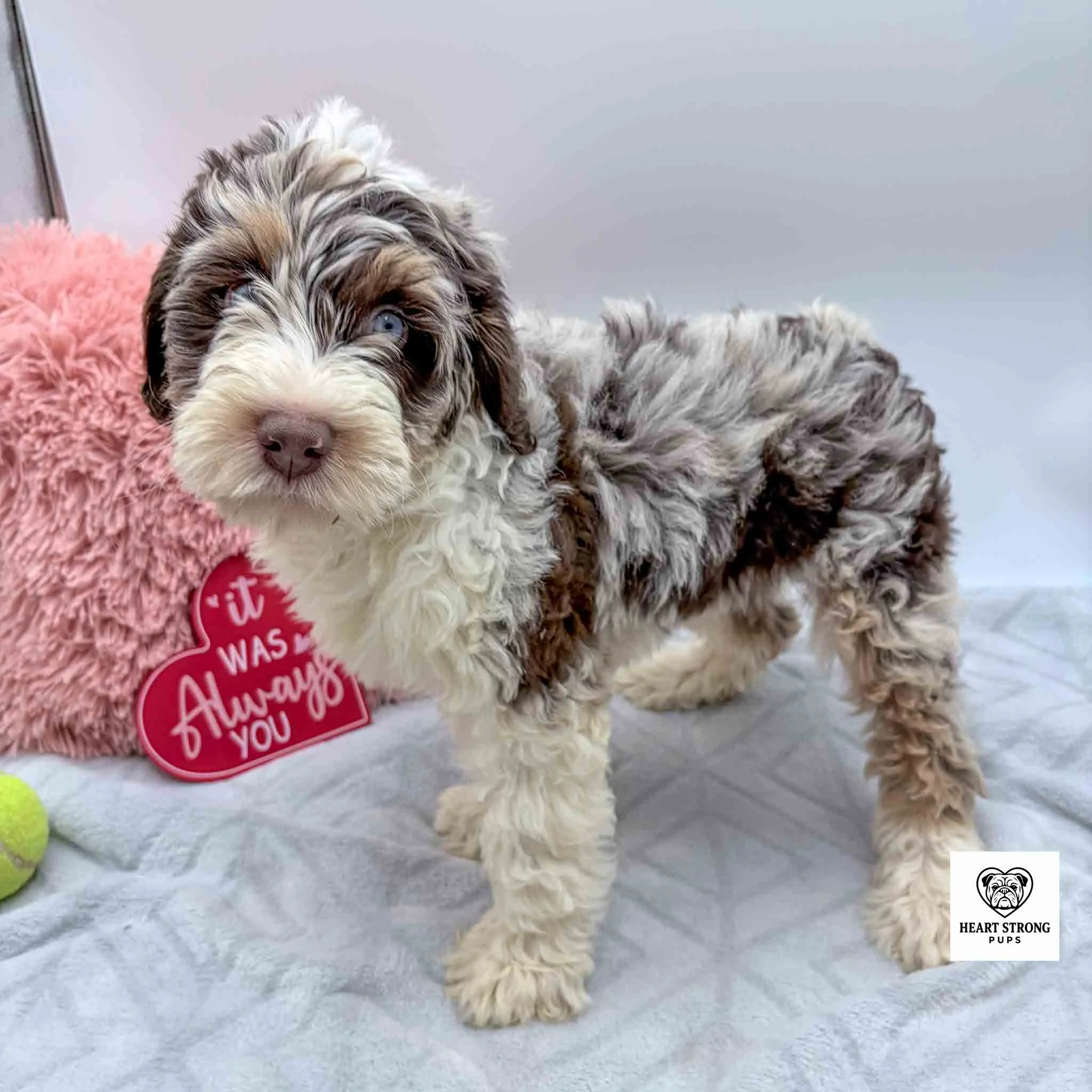 Brown tri F1B mini Bernedoodle puppy with yellow ball