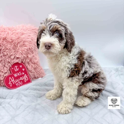 Brown tri F1B mini Bernedoodle sitting on grey balnket