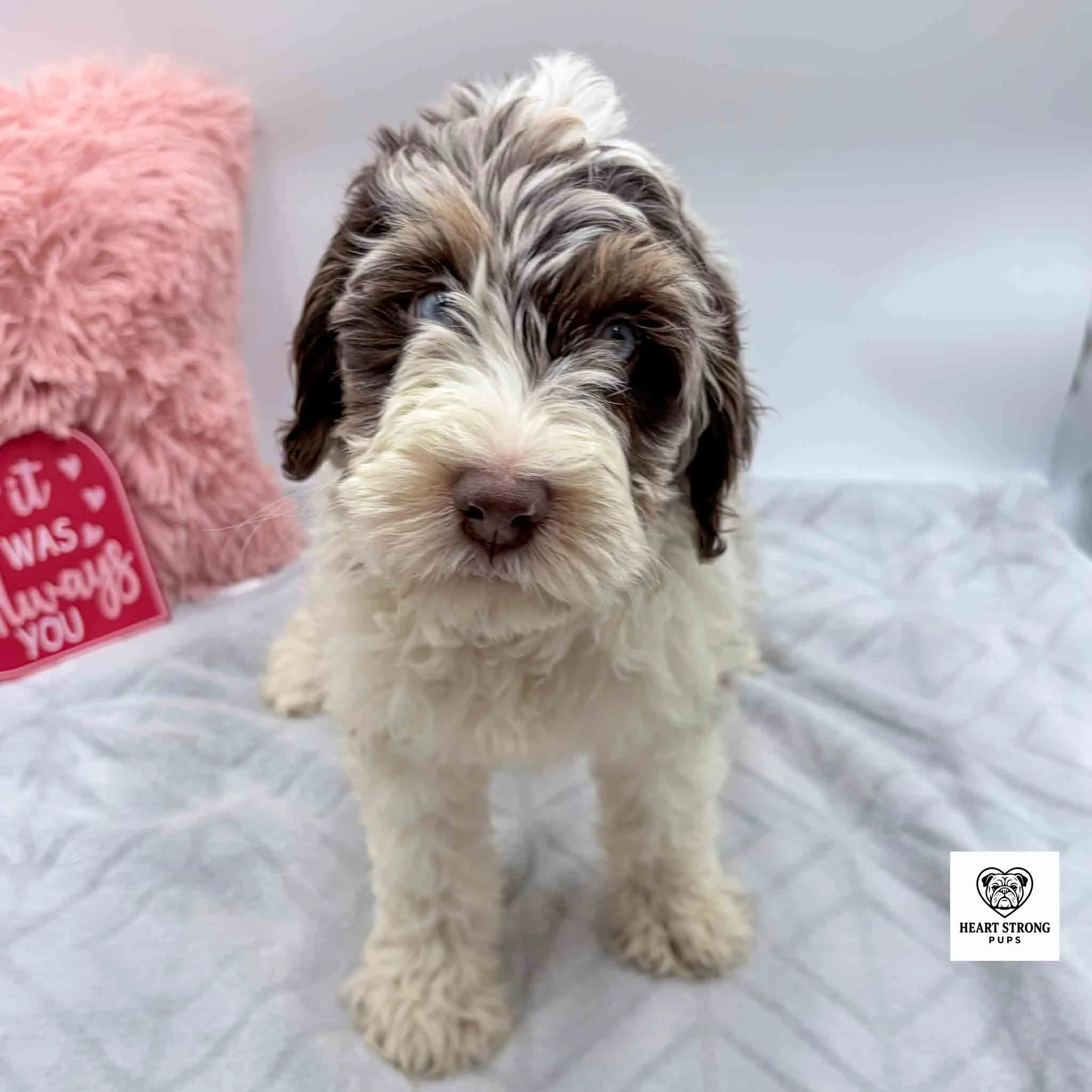 Brown tri F1B mini Bernedoodle with blue eyes standing on grey blanket