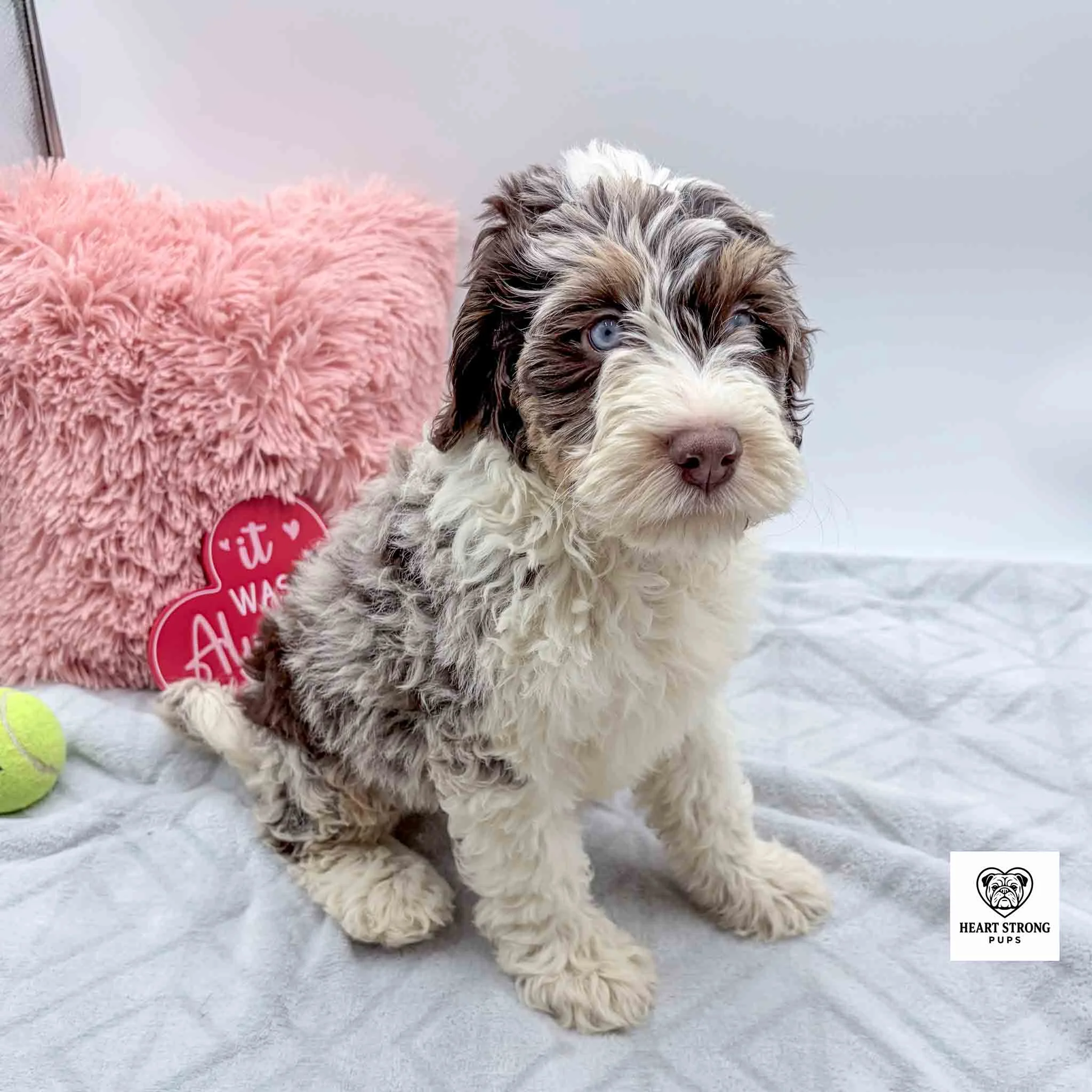 brown tri mini F1B Bernedoodle pup with blue eyes