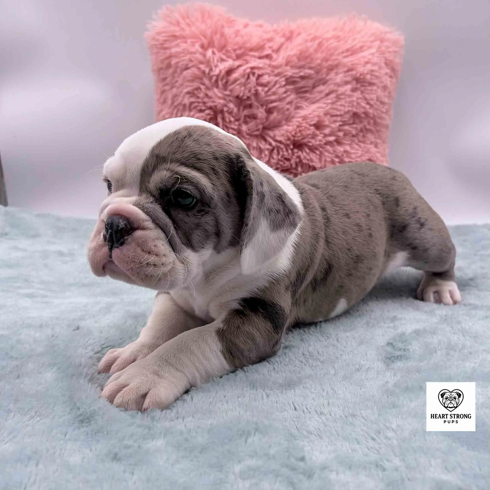 blue merle and white English Beabull puppy laying on green blanket
