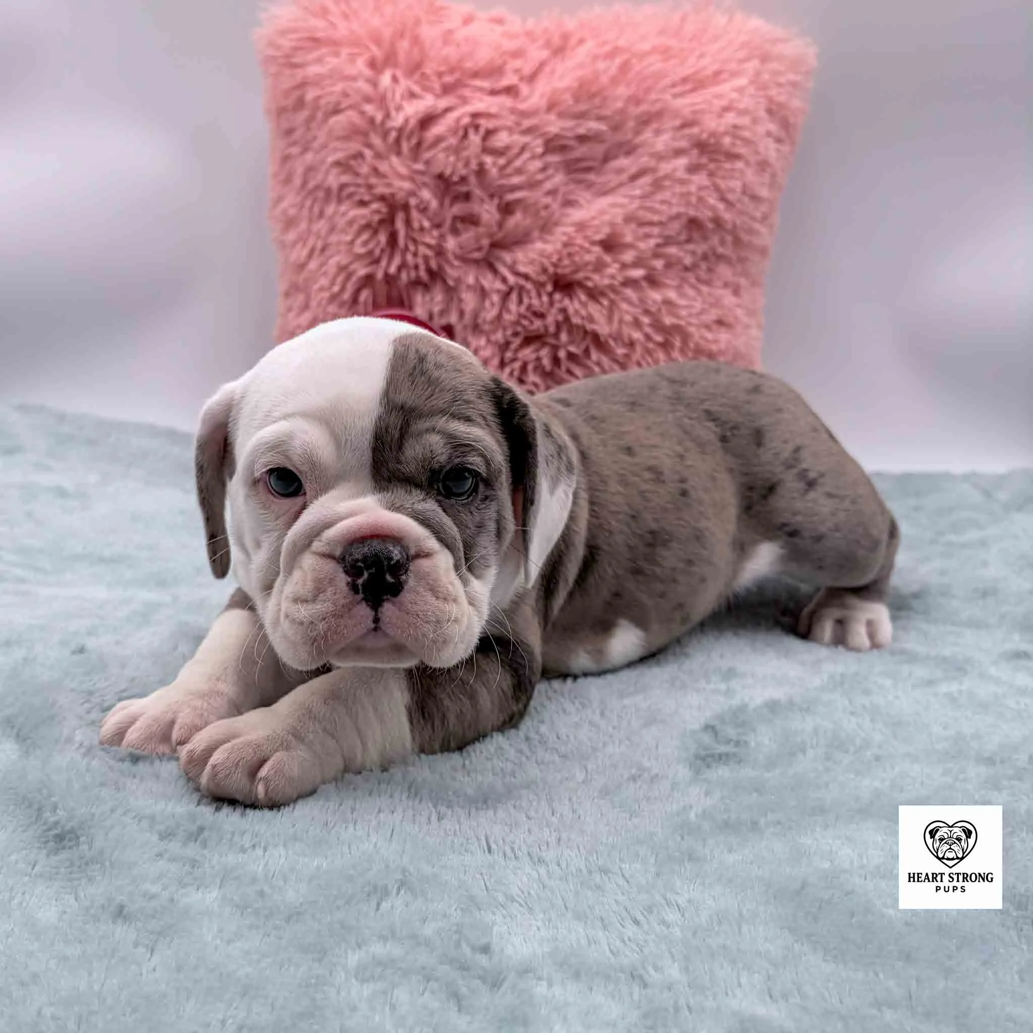 Blue Merle with lots of white on face of puppy