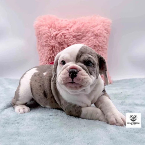 white and Blue Merle Beabull puppy