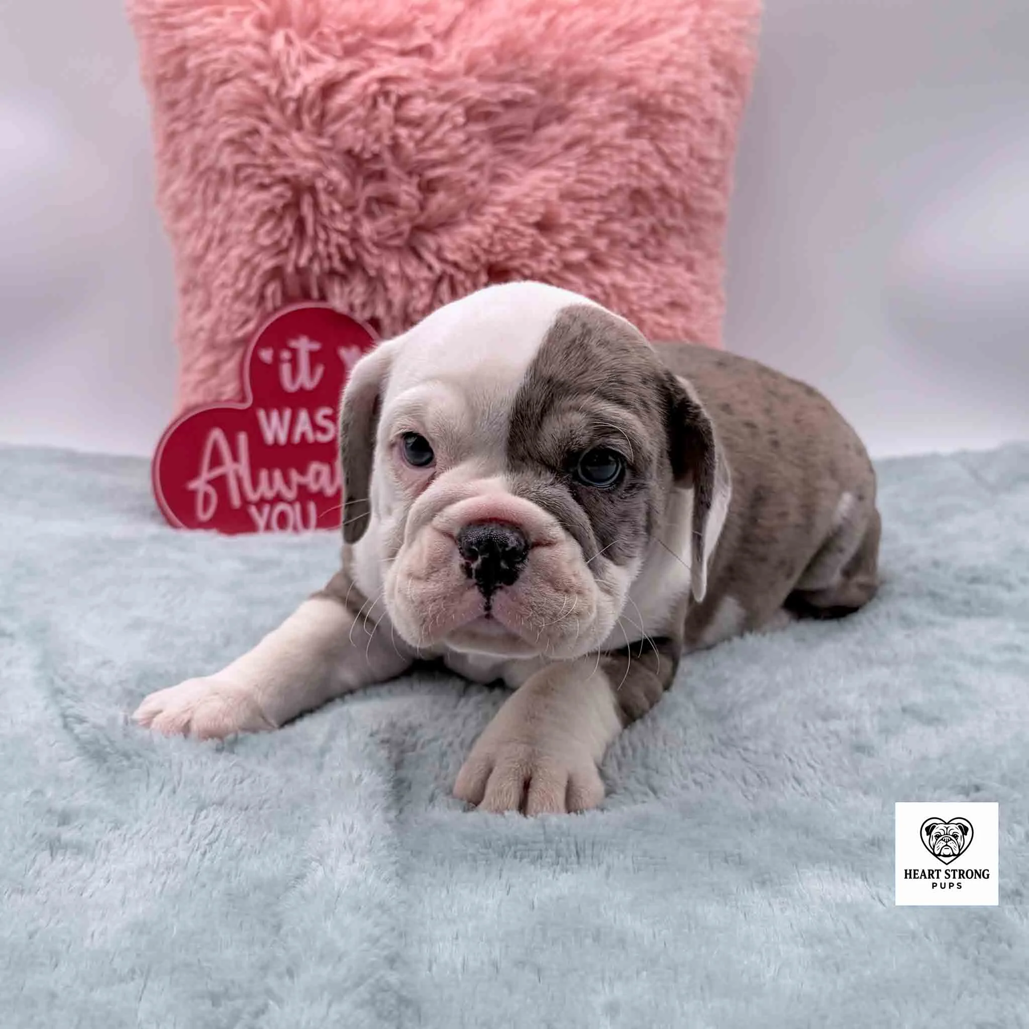 blue merle Beabull puppy with lots of white
