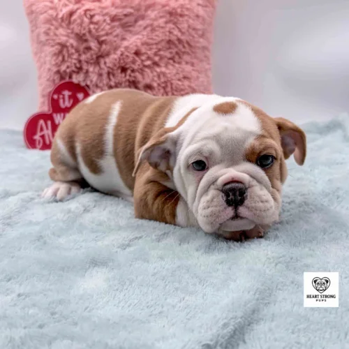 fawn colored Beabull puppy with white on face and pink pillow in background