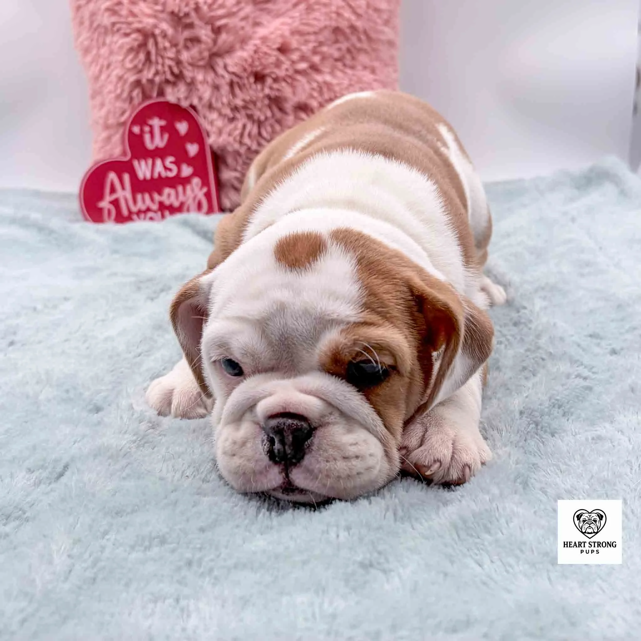 fawn colored English Beabull puppy laying on gray blanket