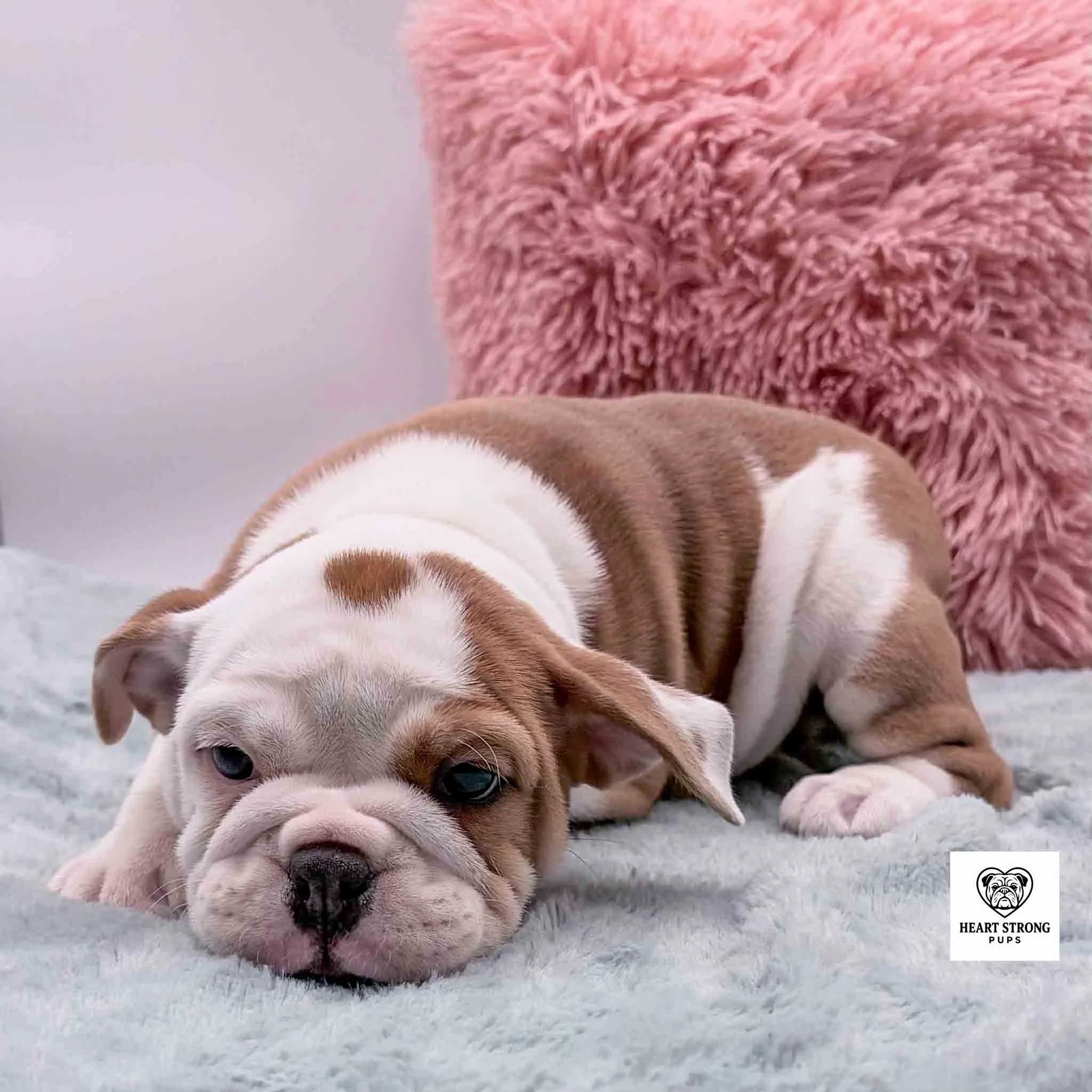 fawn colored Beabull laying on gray blanket