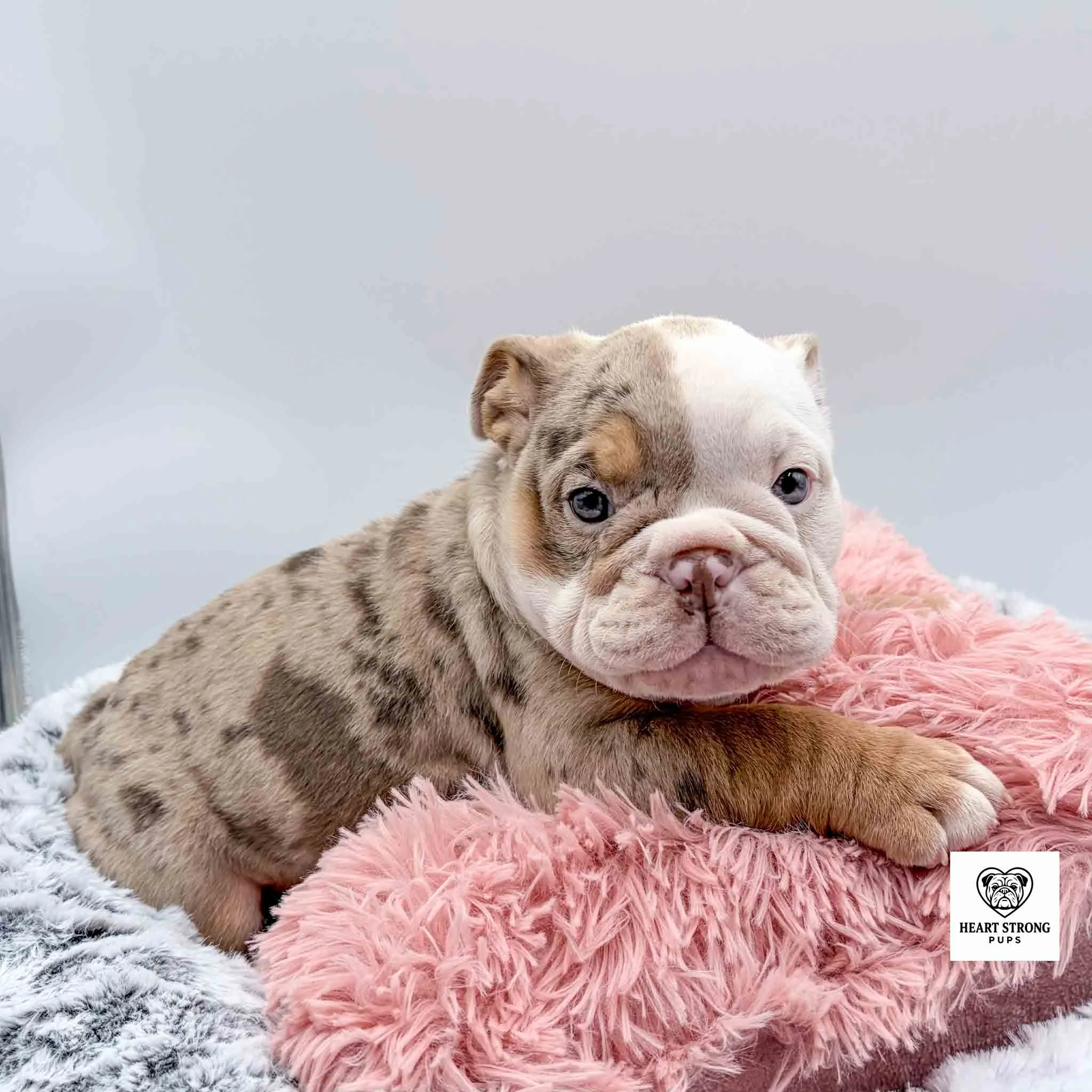 IMG_4322 Red tri pup laying on pink pillow