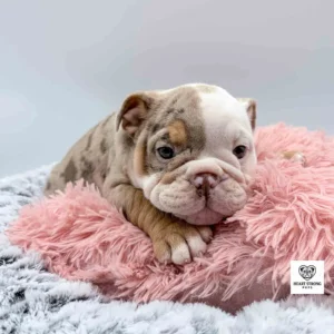 Red tri English Bulldog with white on face