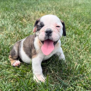 English Bulldog puppy sitting in the grass with his tongue out