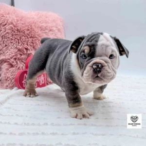 Black and white English bulldog standing by a pink pillow