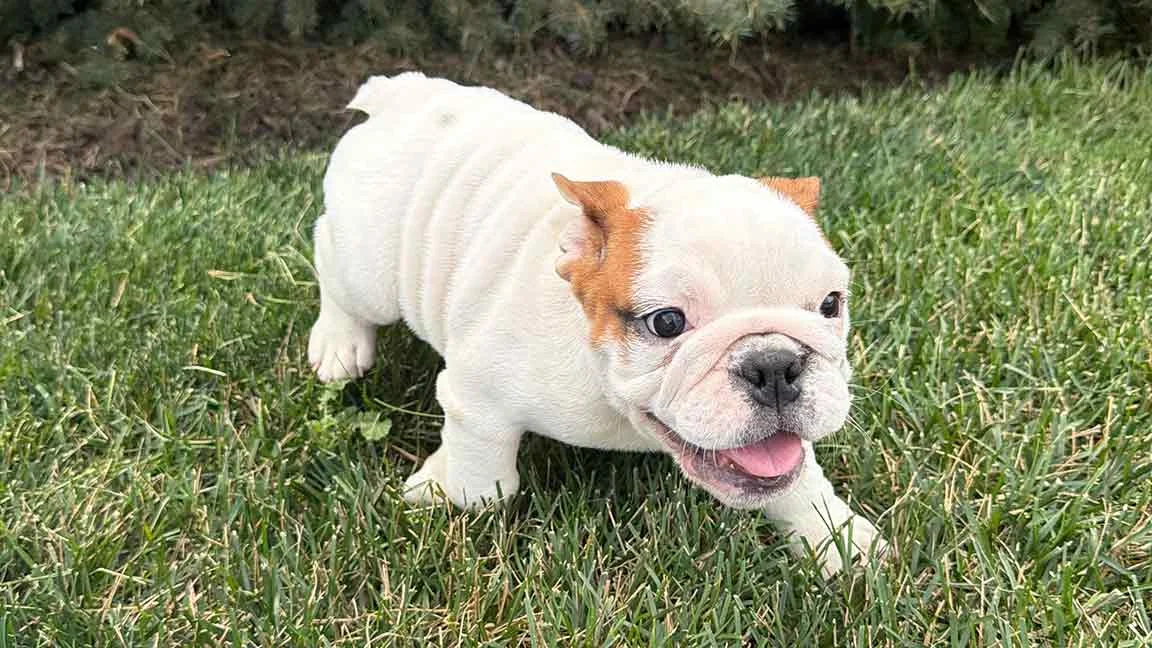 White and brown English Bulldog with minimal shedding, playing in the grass