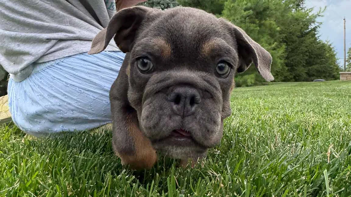 English Bulldog puppy walking in the grass