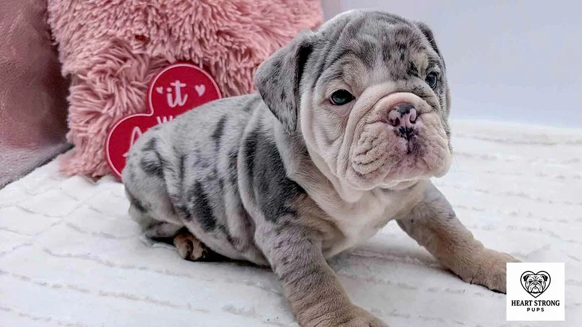 English Bulldog puppy for sale at Heart Strong Pups
