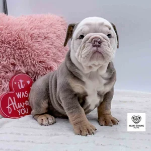 English bulldog for sale at Heart Strong Pups