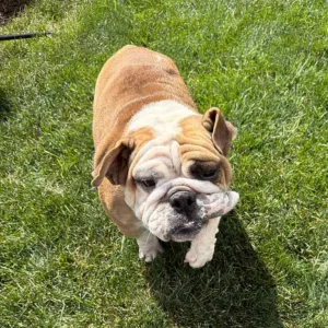 English Bulldog running in the grass on a sunny day