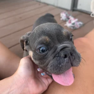 English Bulldog with his tongue out sitting on the owner's laps, who is wondering how big does an English Bulldog get