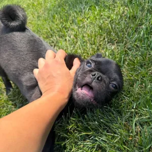 Owner playing with his black Pug puppy in the grass