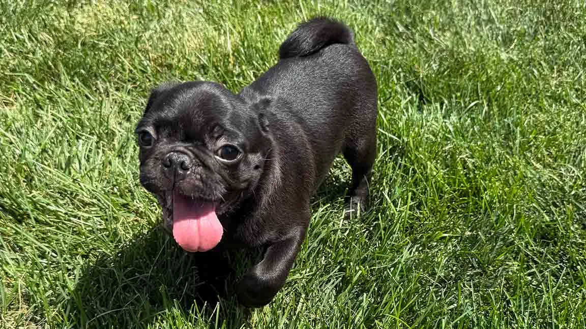 Pug playing in the grass, his tongue is out