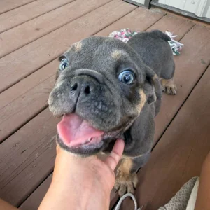 English puppy for sale with his mouth open, owner wondering how much is an English Bulldog