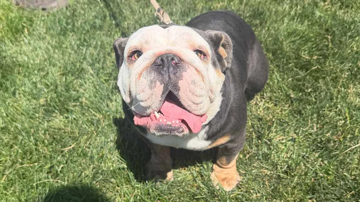 English Bulldog playing in the grass with his tongue out