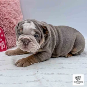 Mini English Bulldog leying on a white fluffy sheet