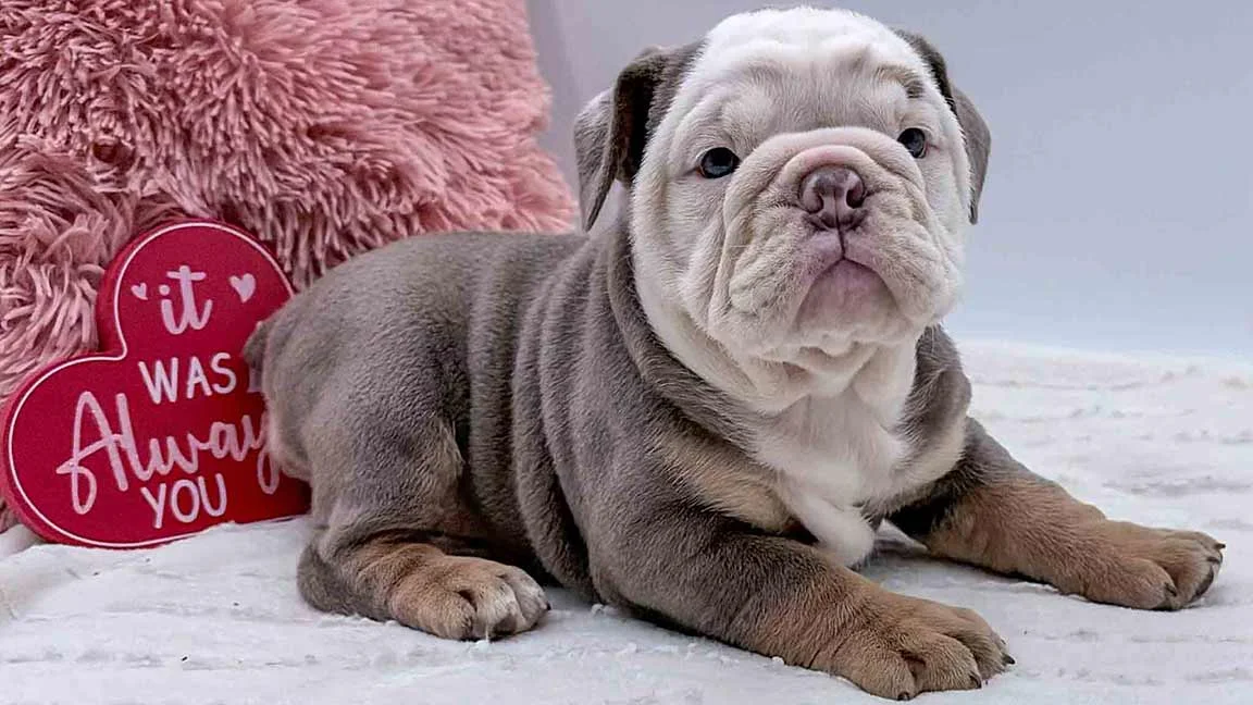 English Bulldog puppy lying on a white blanket